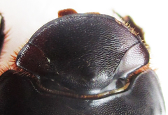 Catharsius calaharicus