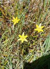 Triteleia ixioides ixioides