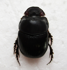 Catharsius calaharicus