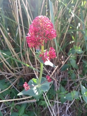 Centranthus ruber