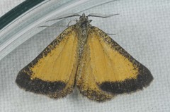 Isturgia limbaria