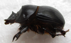 Catharsius calaharicus