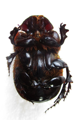 Catharsius calaharicus