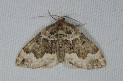 Lampropteryx suffumata