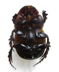 Catharsius calaharicus