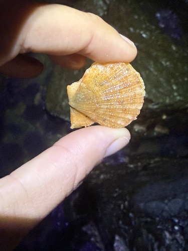 Crassadoma gigantea observed 2026-10-28