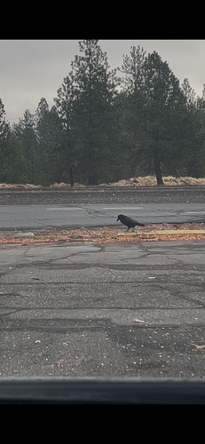 Corvus observed 2026-10-29