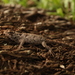 Black-nosed Lizard - Photo (c) Pedro E. Nahuat-Cervera, some rights reserved (CC BY-NC), uploaded by Pedro E. Nahuat-Cervera
