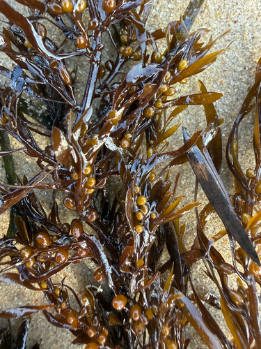 Sargassum observed 2026-10-29