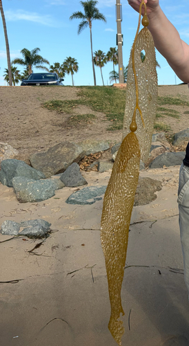 Macrocystis pyrifera observed 2026-10-29