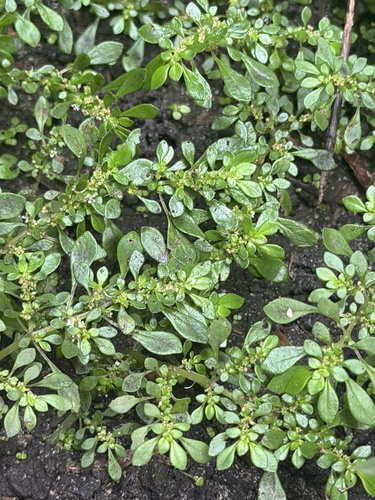 Pilea microphylla observed 2026-10-29