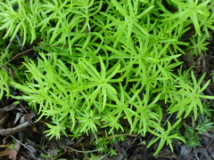 Sedum mexicanum
