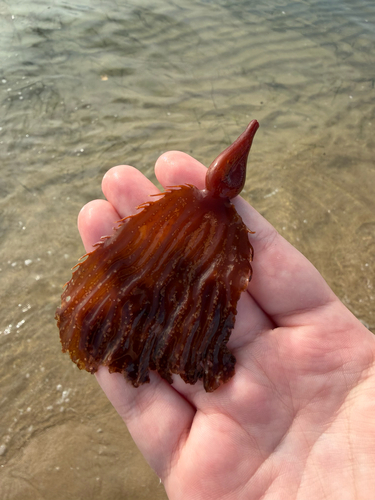 Macrocystis pyrifera observed 2026-10-29
