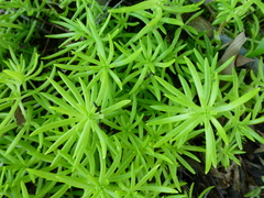Sedum mexicanum