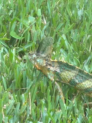 Chamaeleo calyptratus observed 2026-10-15