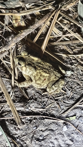 Duttaphrynus melanostictus observed 2026-10-30