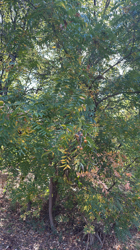Sapindus saponaria observed 2026-10-29