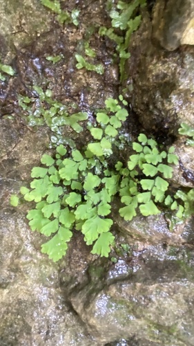 Adiantum capillus-veneris observed 2026-10-29