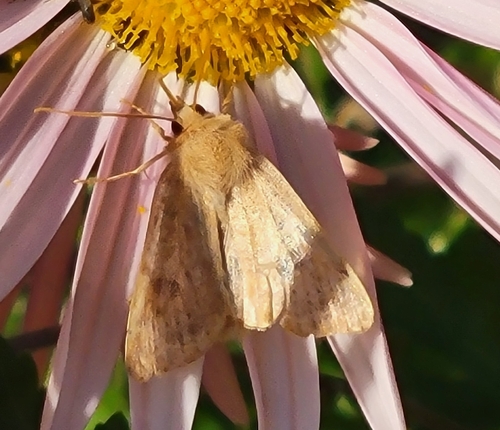 Helicoverpa zea observed 2026-10-29