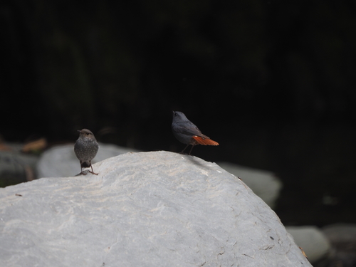 Plumbeous Water Redstart