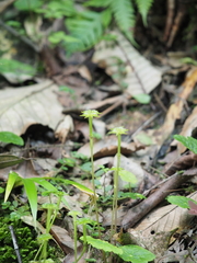 Asteropyrum peltatum