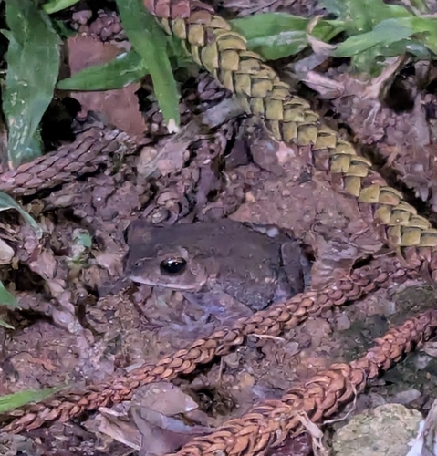 Duttaphrynus melanostictus observed 2026-10-30