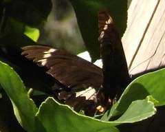 Papilio aegeus aegeus
