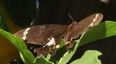 Papilio aegeus aegeus