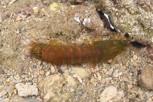 Gonodactylaceus falcatus observed 2026-10-29
