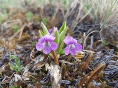Viola gmeliniana
