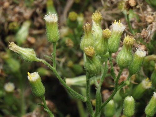 Erigeron sumatrensis observed 2026-10-29