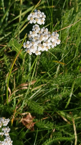 Achillea millefolium observed 2026-10-29