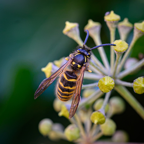 Vespula vulgaris observed 2026-10-29