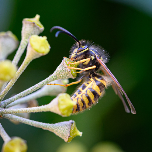 Vespula vulgaris observed 2026-10-29