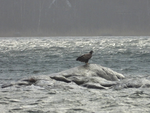 Haliaeetus albicilla observed 2026-10-29