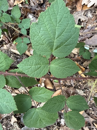 Rubus observed 2026-10-29