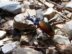 Carabus hispanus