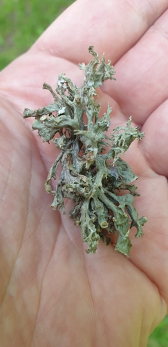 Lygiajuostė ramalina nuotrauka