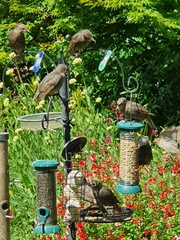 Sturnus vulgaris