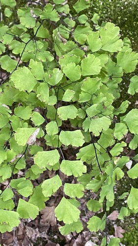 Adiantum capillus-veneris observed 2026-10-29