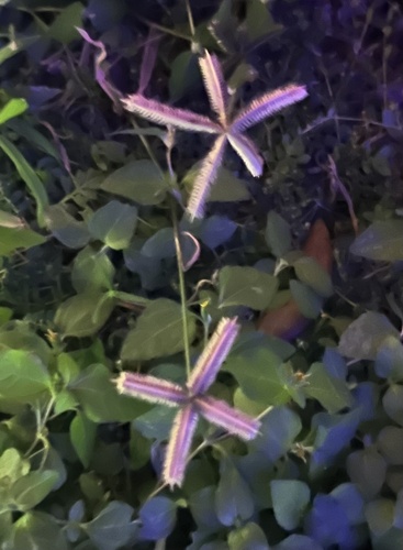 Dactyloctenium aegyptium observed 2026-10-28