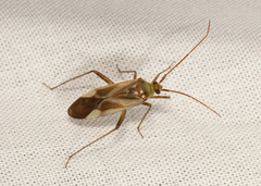 Adelphocoris lineolatus