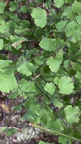 Adiantum capillus-veneris observed 2026-10-29