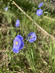 Linum perenne