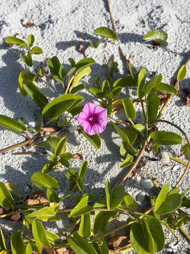 Ipomoea pes-caprae observed 2026-10-29