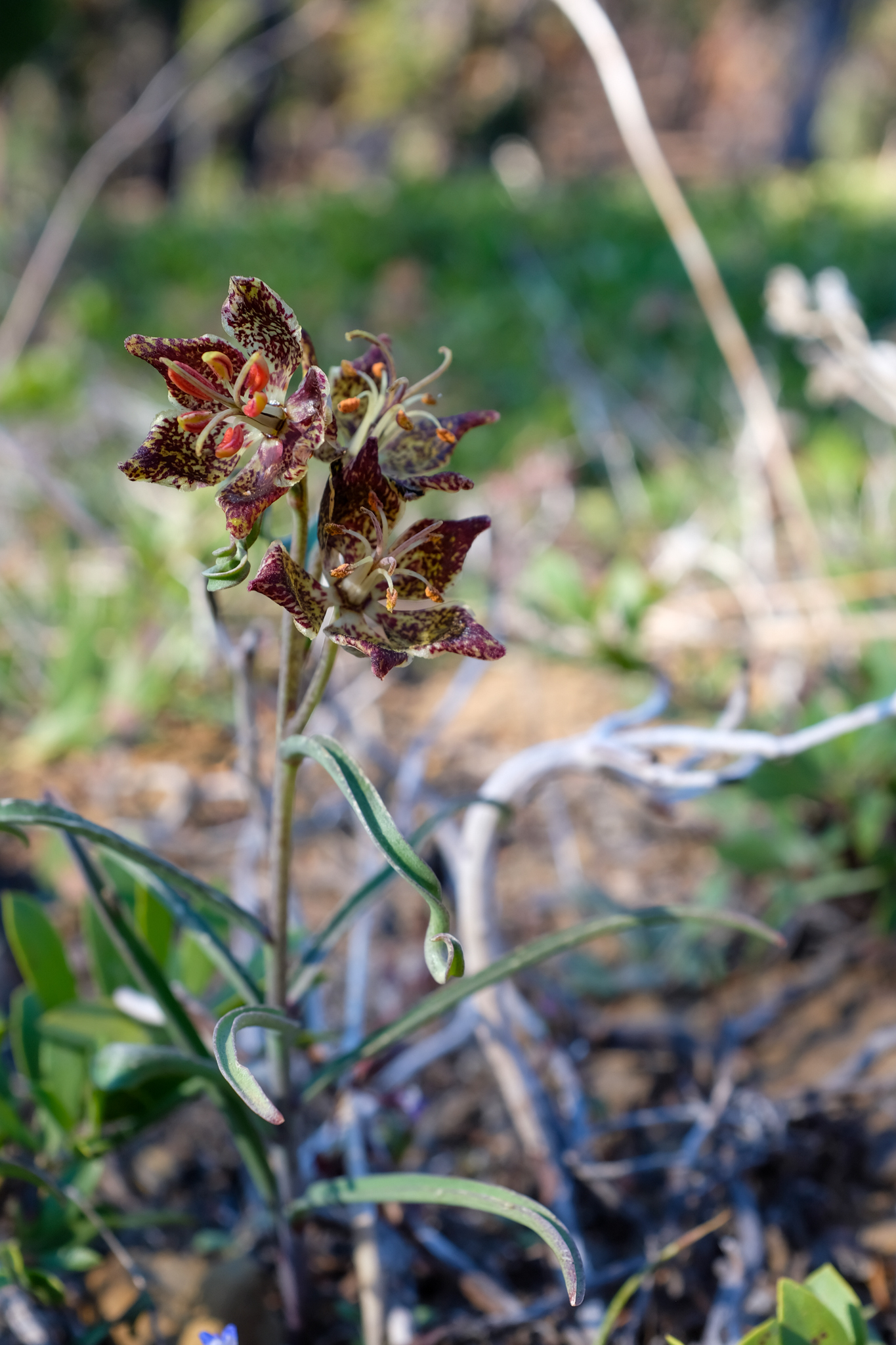 Fritillaria pinetorum