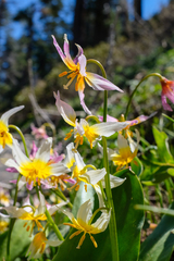 Erythronium pusaterii
