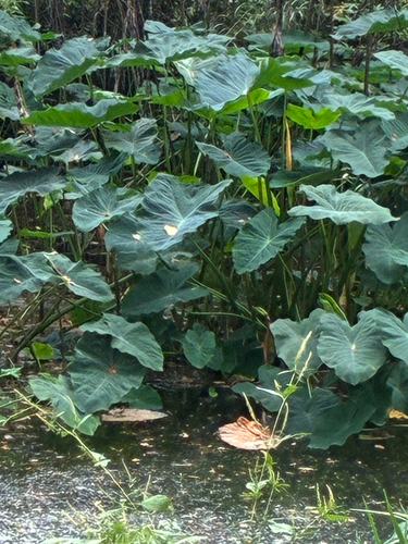 Colocasia esculenta observed 2026-10-29