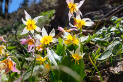 Erythronium pusaterii