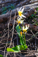 Erythronium pusaterii